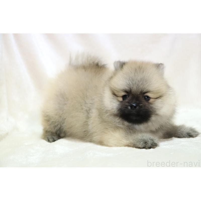 販売中の滋賀県のポメラニアン-419178の13枚目