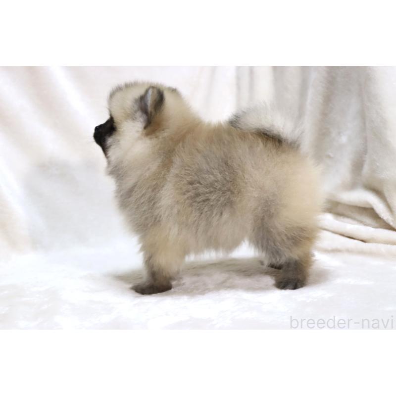 販売中の滋賀県のポメラニアン-419178の12枚目