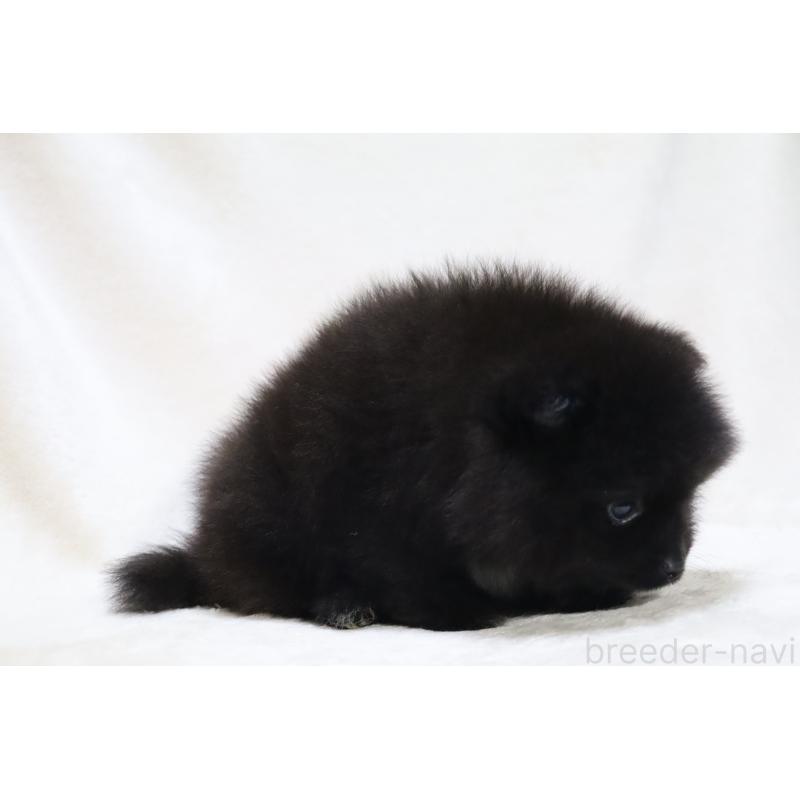 販売中の滋賀県のポメラニアン-419179の15枚目