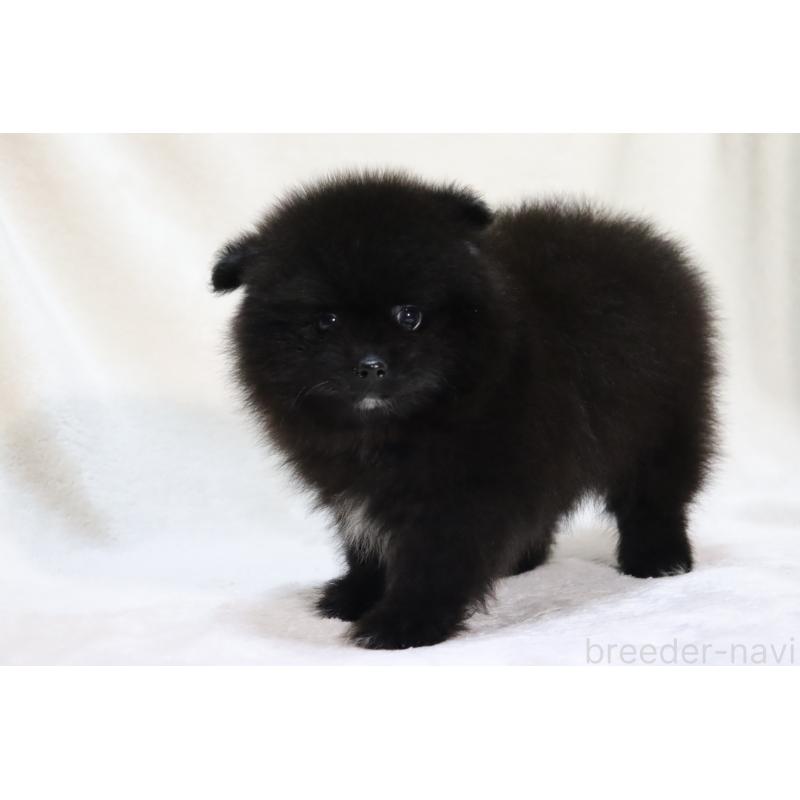 販売中の滋賀県のポメラニアン-419179の14枚目