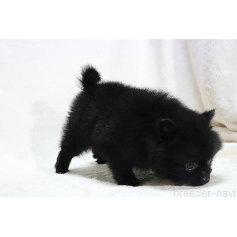 商談中の滋賀県のポメラニアン-419185の15枚目