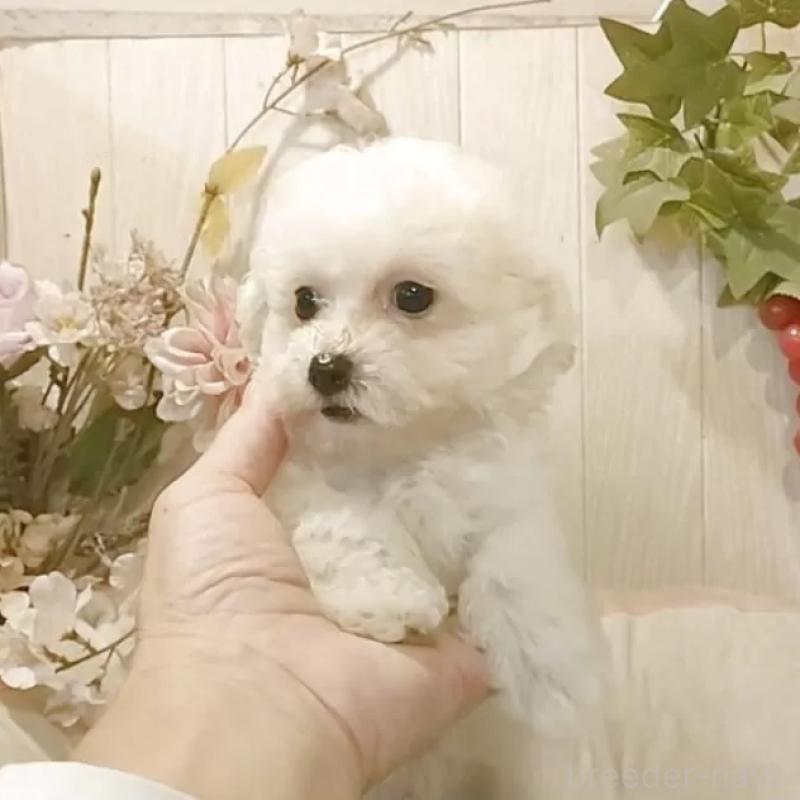 販売中の愛知県のビションプー:ビションフリーゼ×トイプードル-420167