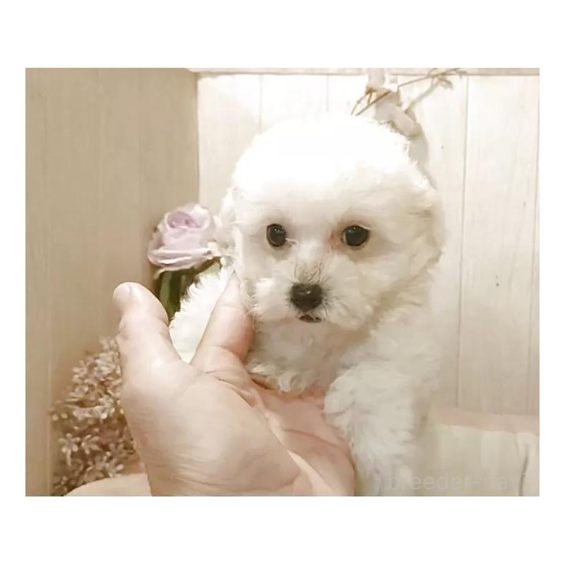 販売中の愛知県のビションプー:ビションフリーゼ×トイプードル-420167の8枚目