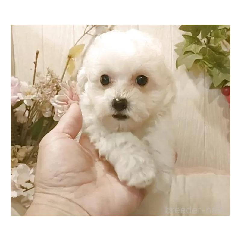 販売中の愛知県のビションプー:ビションフリーゼ×トイプードル-420167の6枚目