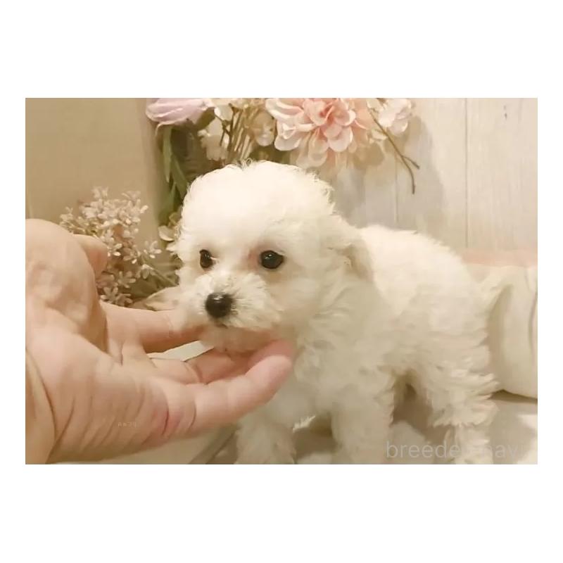 販売中の愛知県のビションプー:ビションフリーゼ×トイプードル-420167の4枚目