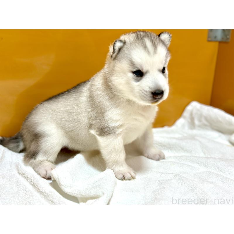 販売中の愛知県のシベリアンハスキー-423644の3枚目