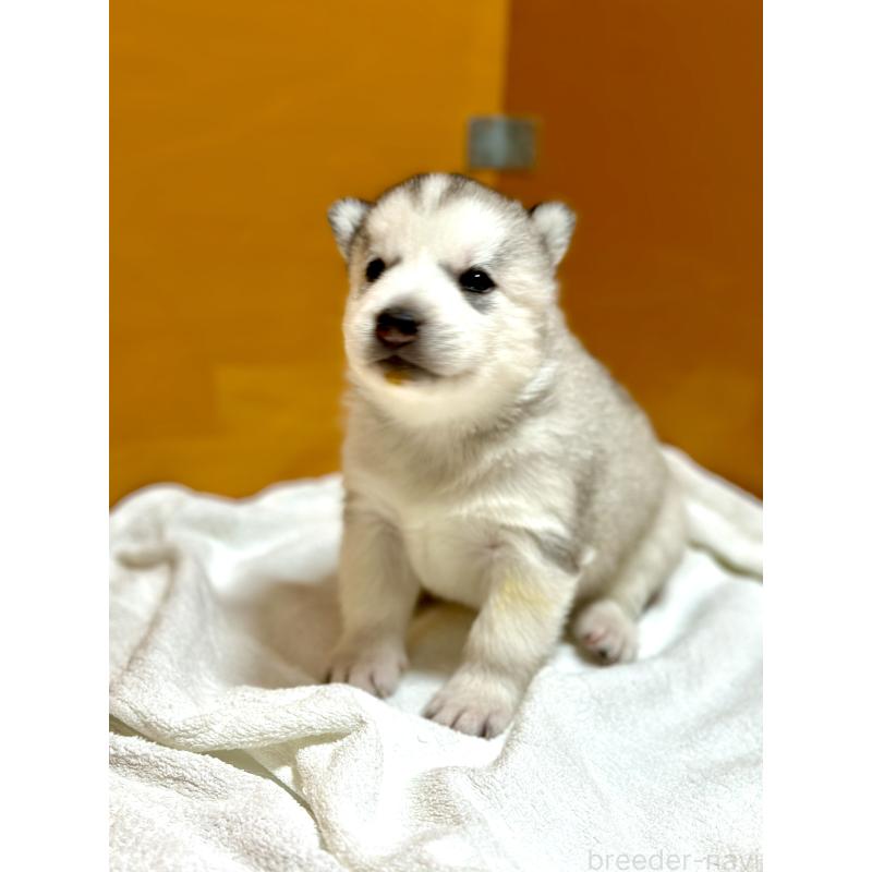 販売中の愛知県のシベリアンハスキー-423644の2枚目