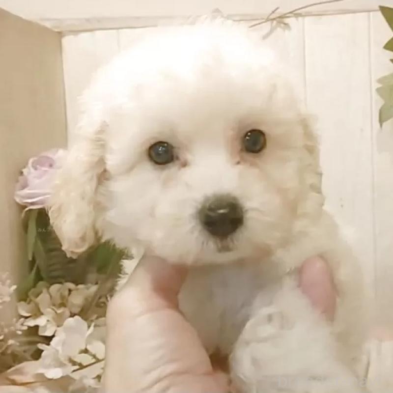 販売中の愛知県のビションプー:ビションフリーゼ×トイプードル-420168