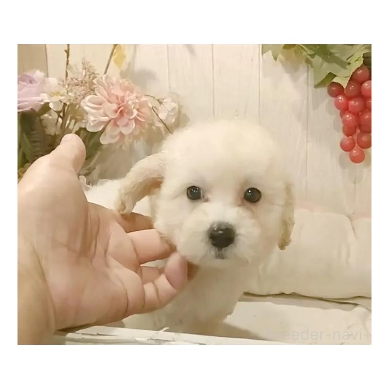 販売中の愛知県のビションプー:ビションフリーゼ×トイプードル-420168の15枚目