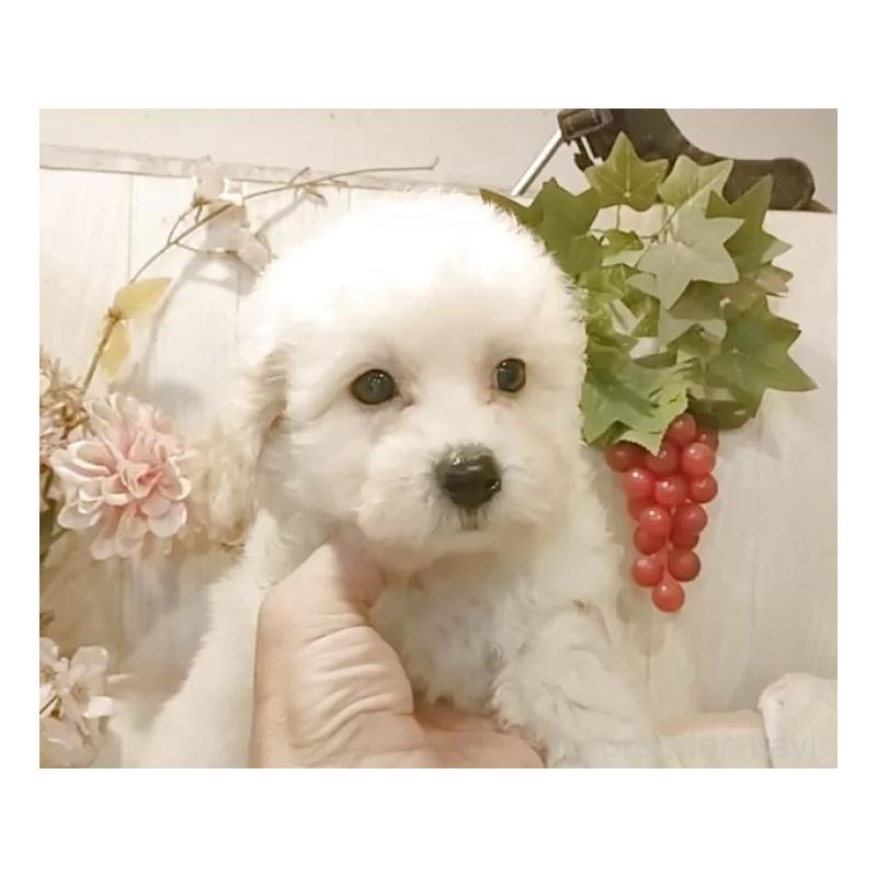 販売中の愛知県のビションプー:ビションフリーゼ×トイプードル-420168の14枚目