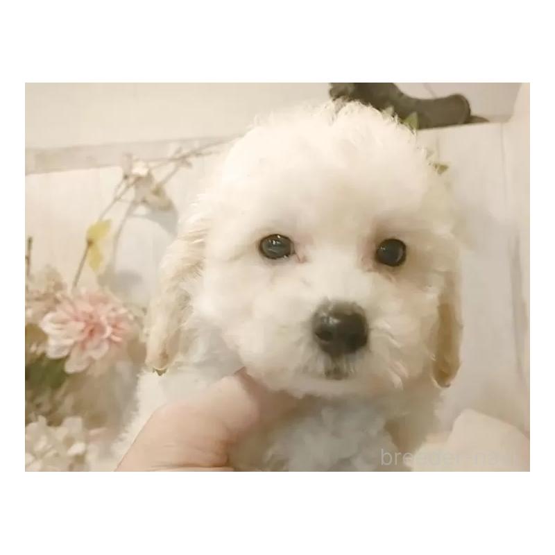 販売中の愛知県のビションプー:ビションフリーゼ×トイプードル-420168の13枚目