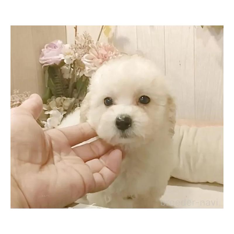 販売中の愛知県のビションプー:ビションフリーゼ×トイプードル-420168の12枚目