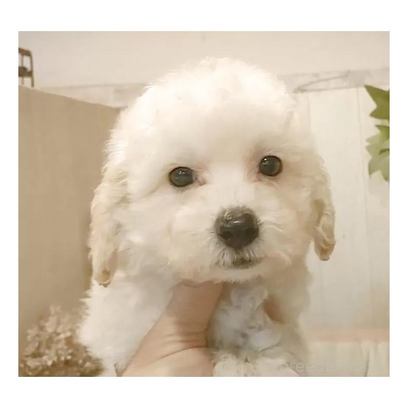 販売中の愛知県のビションプー:ビションフリーゼ×トイプードル-420168の11枚目