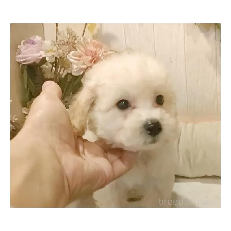 販売中の愛知県のビションプー:ビションフリーゼ×トイプードル-420168の10枚目