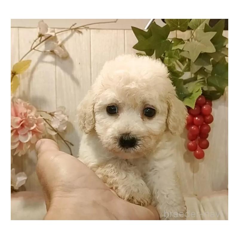 販売中の愛知県のビションプー:ビションフリーゼ×トイプードル-420168の7枚目