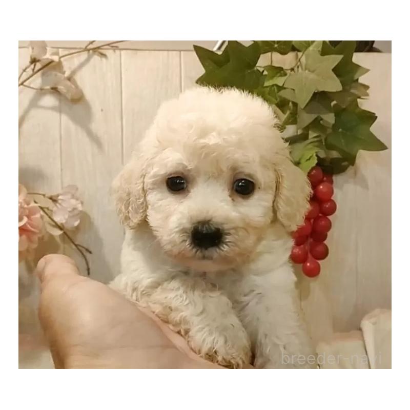 販売中の愛知県のビションプー:ビションフリーゼ×トイプードル-420168の6枚目