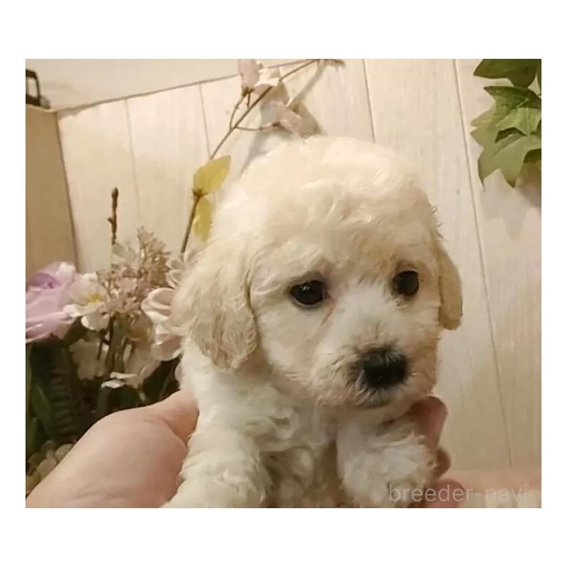 販売中の愛知県のビションプー:ビションフリーゼ×トイプードル-420168の5枚目