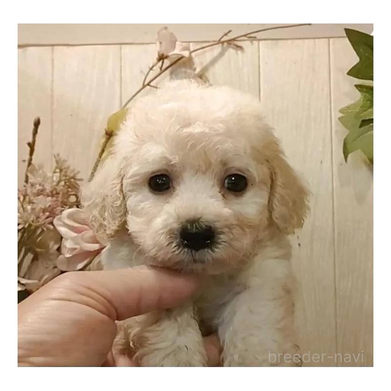 販売中の愛知県のビションプー:ビションフリーゼ×トイプードル-420168の4枚目