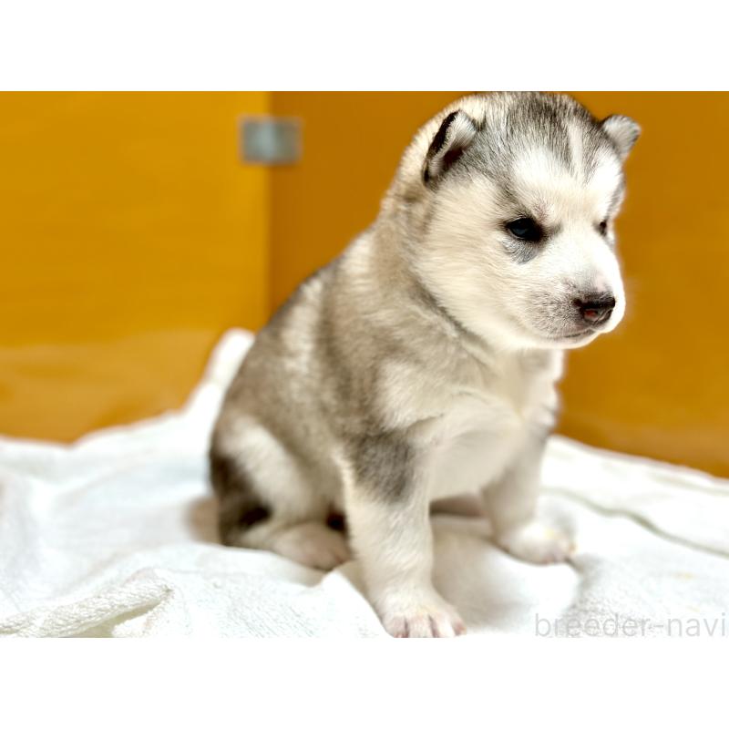 販売中の愛知県のシベリアンハスキー-423645の3枚目