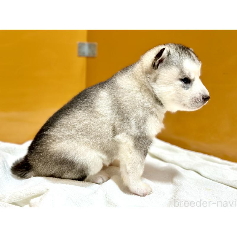 販売中の愛知県のシベリアンハスキー-423645の2枚目