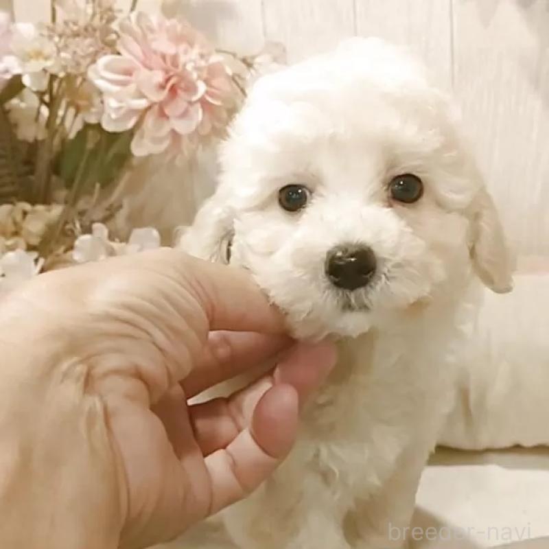 販売中の愛知県のビションプー:ビションフリーゼ×トイプードル-420169