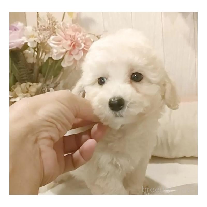 成約済の愛知県のビションプー:ビションフリーゼ×トイプードル-420169の14枚目