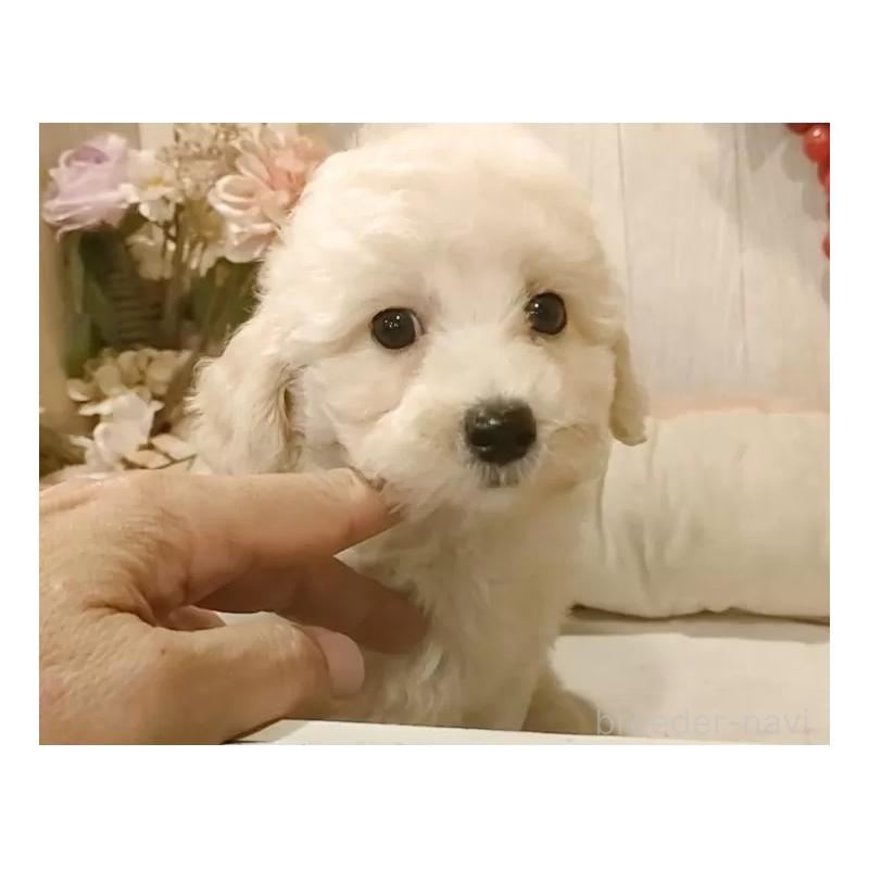 成約済の愛知県のビションプー:ビションフリーゼ×トイプードル-420169の13枚目