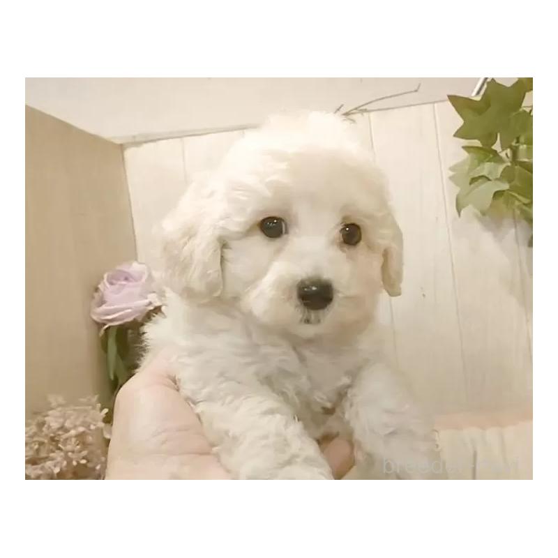 成約済の愛知県のビションプー:ビションフリーゼ×トイプードル-420169の11枚目