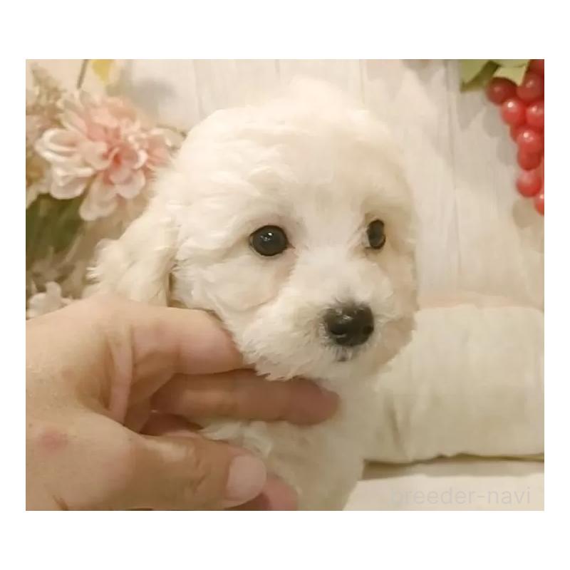 成約済の愛知県のビションプー:ビションフリーゼ×トイプードル-420169の10枚目