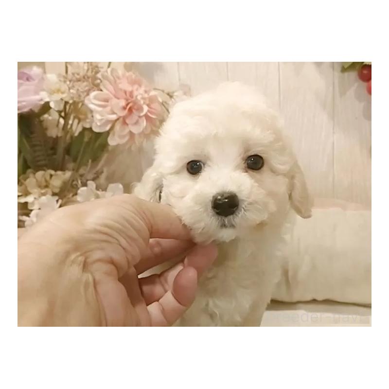 成約済の愛知県のビションプー:ビションフリーゼ×トイプードル-420169の8枚目