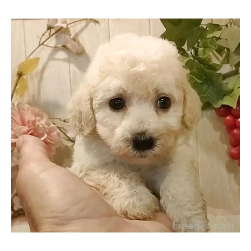 成約済の愛知県のビションプー:ビションフリーゼ×トイプードル-420169の7枚目