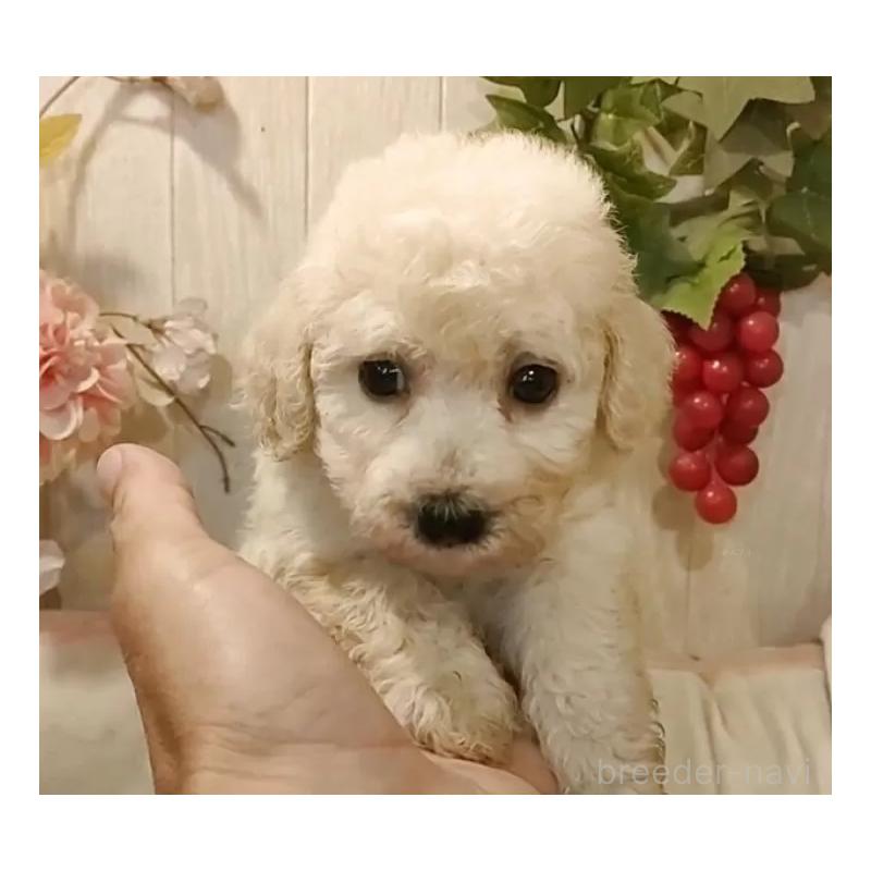 成約済の愛知県のビションプー:ビションフリーゼ×トイプードル-420169の6枚目