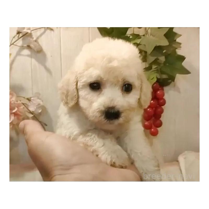 成約済の愛知県のビションプー:ビションフリーゼ×トイプードル-420169の5枚目