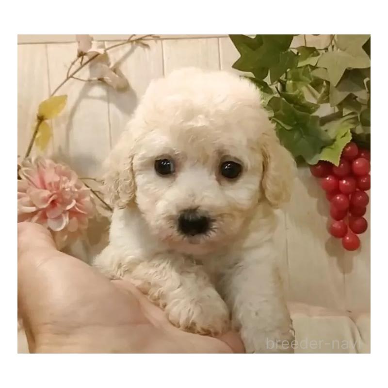 成約済の愛知県のビションプー:ビションフリーゼ×トイプードル-420169の4枚目