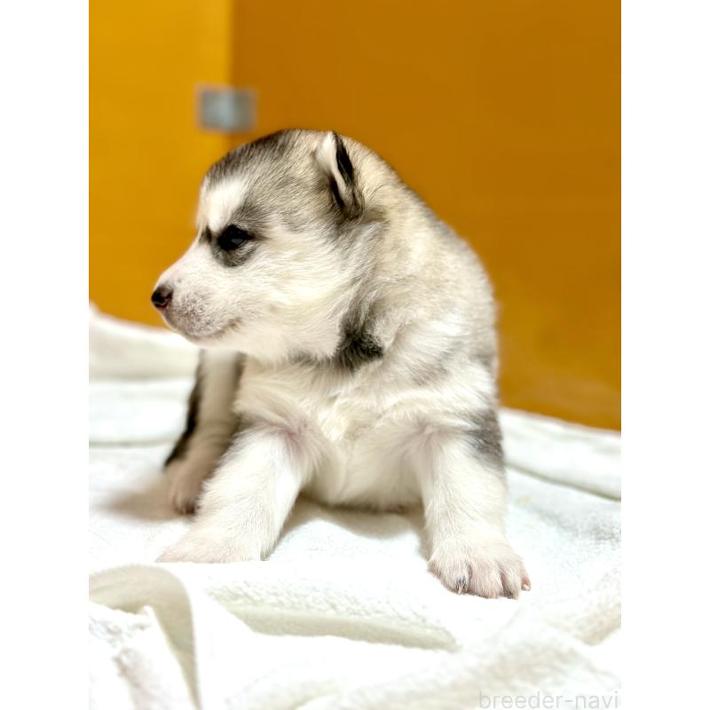 販売中の愛知県のシベリアンハスキー-423646の3枚目