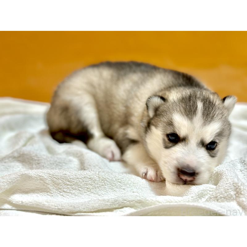 販売中の愛知県のシベリアンハスキー-423646の2枚目