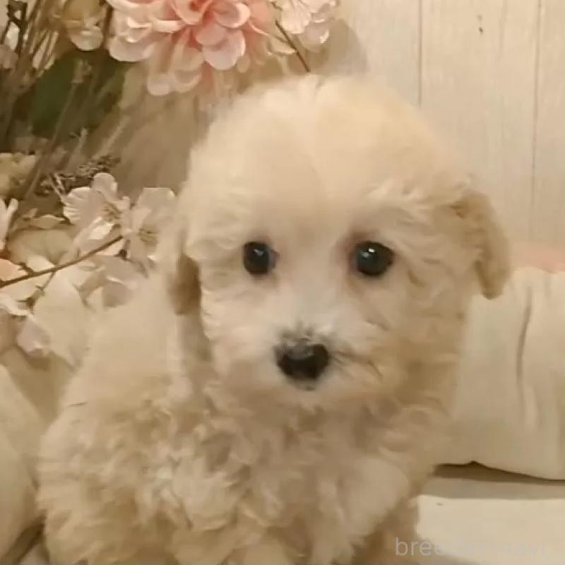 販売中の愛知県のビションプー:ビションフリーゼ×トイプードル-420170