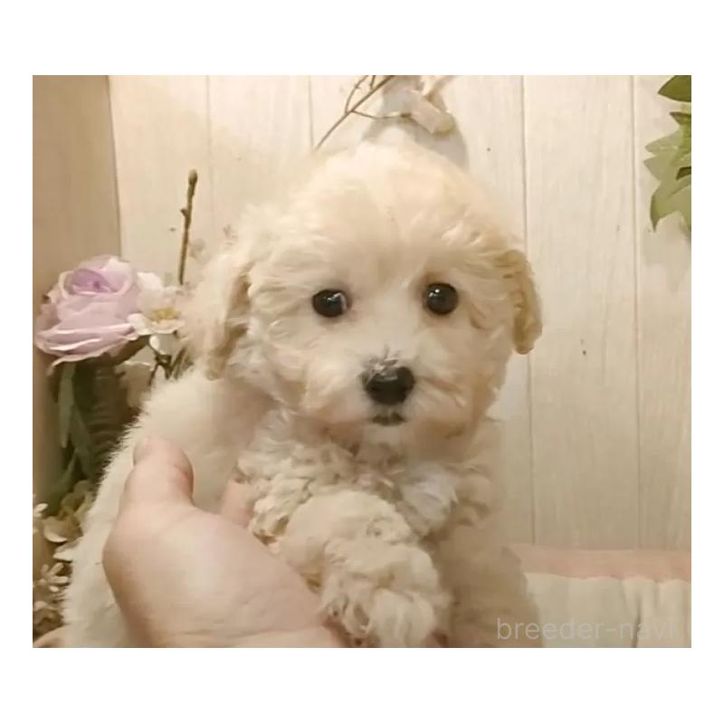 成約済の愛知県のビションプー:ビションフリーゼ×トイプードル-420170の14枚目