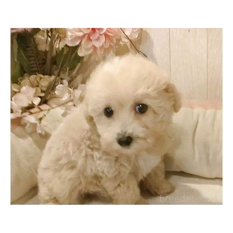 成約済の愛知県のビションプー:ビションフリーゼ×トイプードル-420170の13枚目