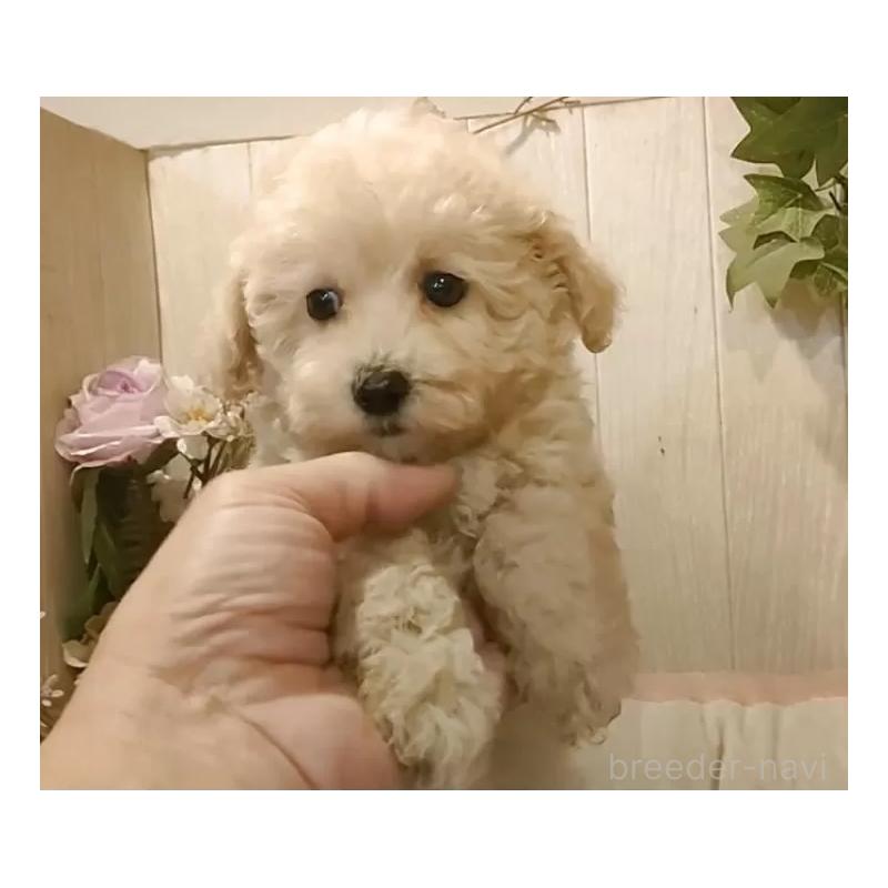 成約済の愛知県のビションプー:ビションフリーゼ×トイプードル-420170の12枚目