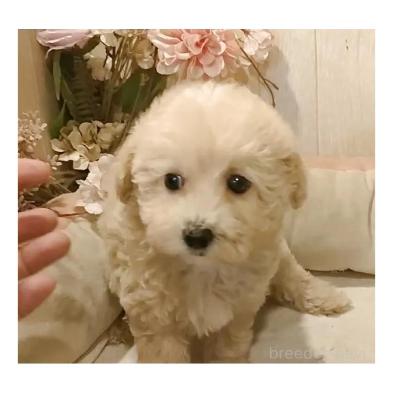 成約済の愛知県のビションプー:ビションフリーゼ×トイプードル-420170の11枚目