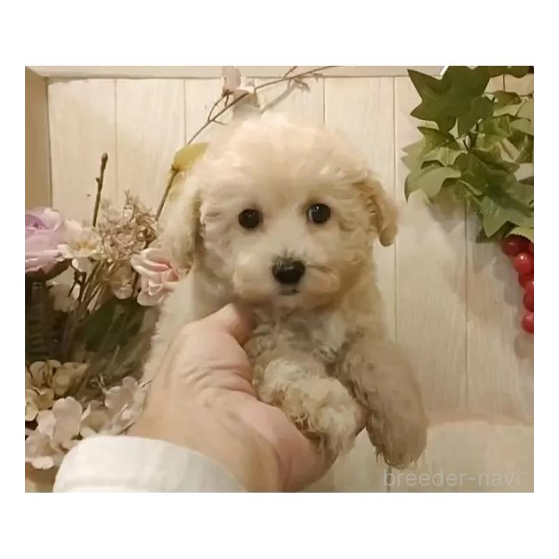 成約済の愛知県のビションプー:ビションフリーゼ×トイプードル-420170の10枚目