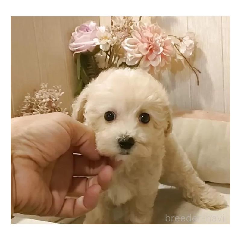 成約済の愛知県のビションプー:ビションフリーゼ×トイプードル-420170の9枚目