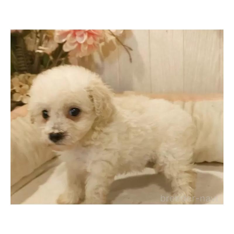 成約済の愛知県のビションプー:ビションフリーゼ×トイプードル-420170の8枚目