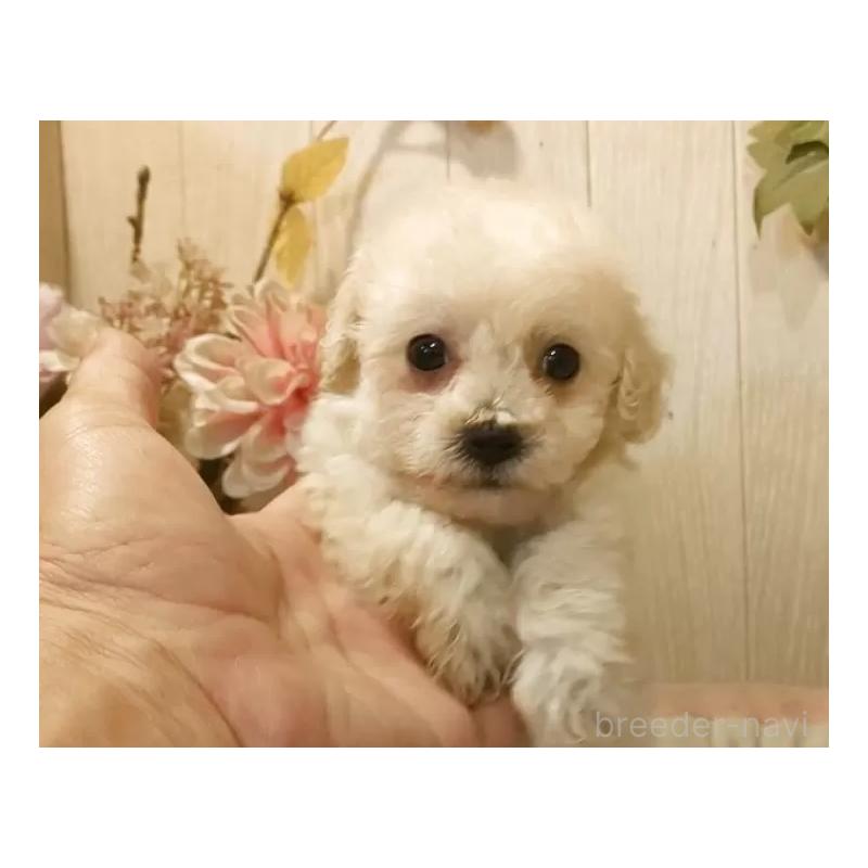 成約済の愛知県のビションプー:ビションフリーゼ×トイプードル-420170の7枚目