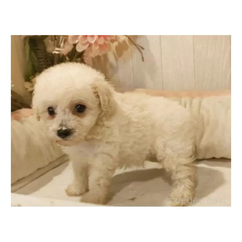 成約済の愛知県のビションプー:ビションフリーゼ×トイプードル-420170の6枚目