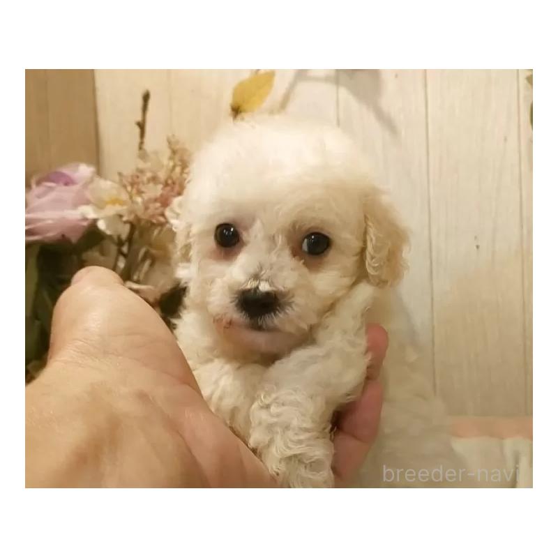 成約済の愛知県のビションプー:ビションフリーゼ×トイプードル-420170の5枚目