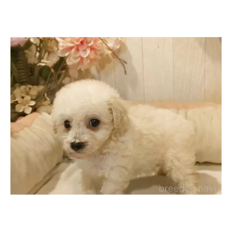 成約済の愛知県のビションプー:ビションフリーゼ×トイプードル-420170の4枚目