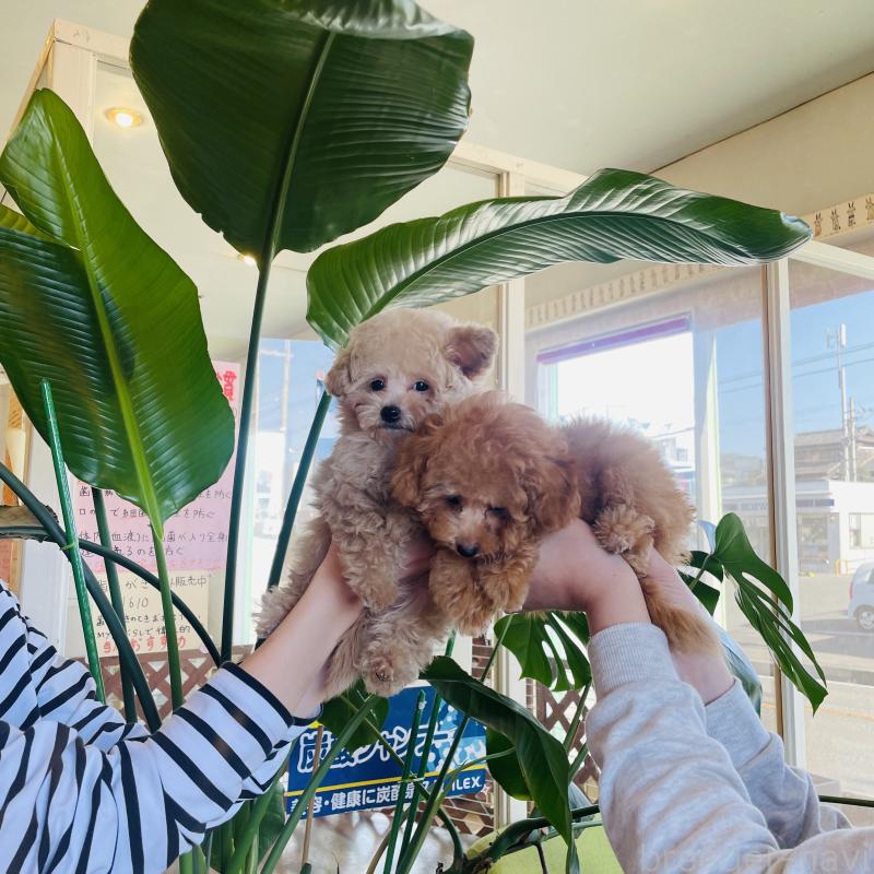 成約済の和歌山県のティーカッププードル-420766の5枚目