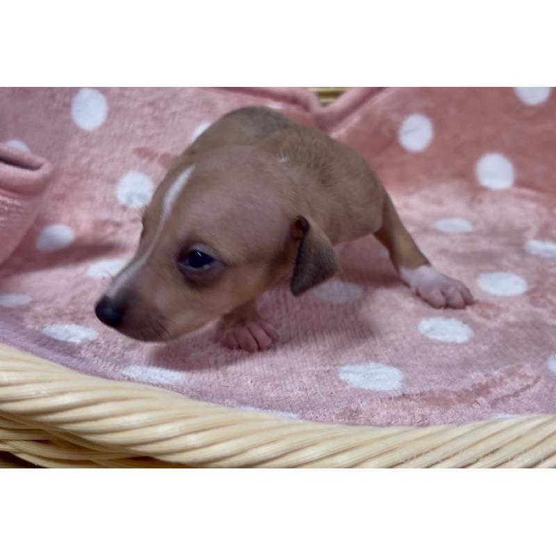 成約済の岩手県のイタリアングレーハウンド(イタグレ)-422071の8枚目